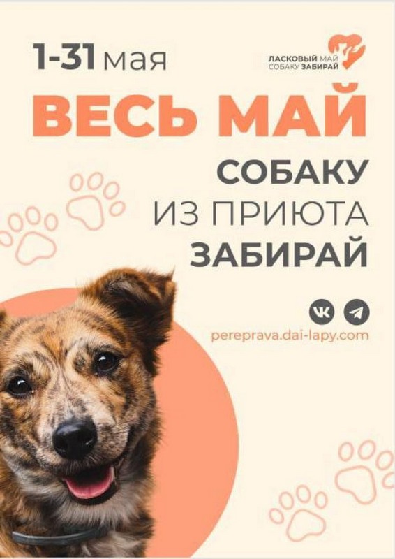  на изображении плакат с надписью: «Весь май собаку из приюта забирай»